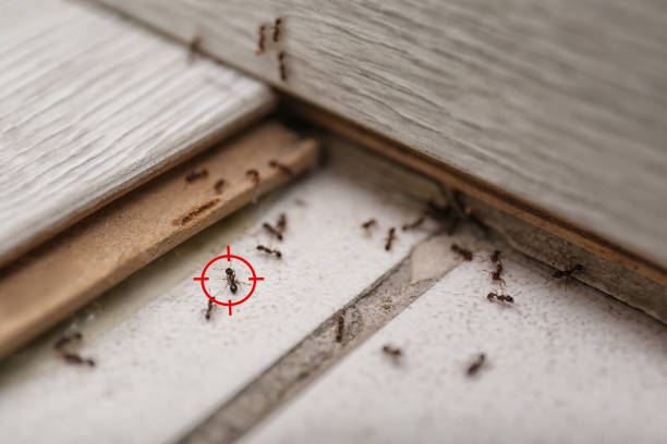 Best Ant Control Services  in Lower Grand Lagoon, FL
