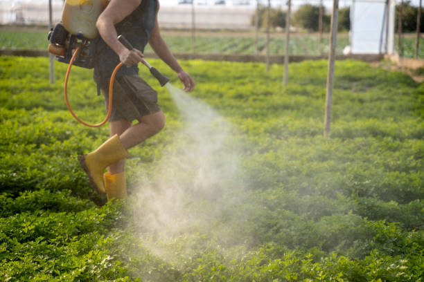 Best Wasp Removal Services  in Lower Grand Lagoon, FL